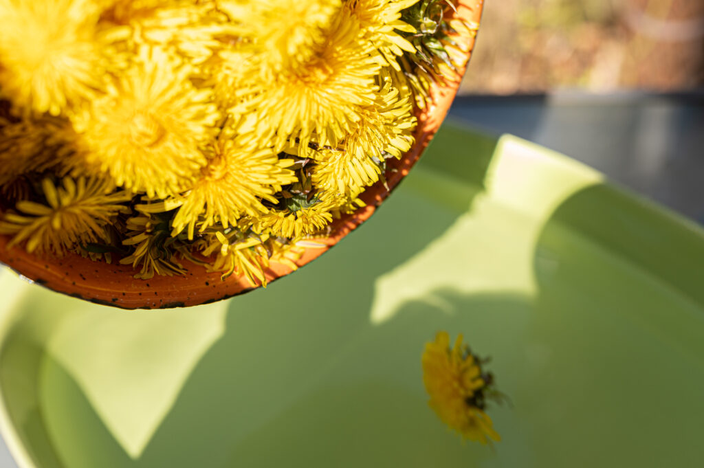 LÖWENZAHNHONIG Blüten wässern und waschen