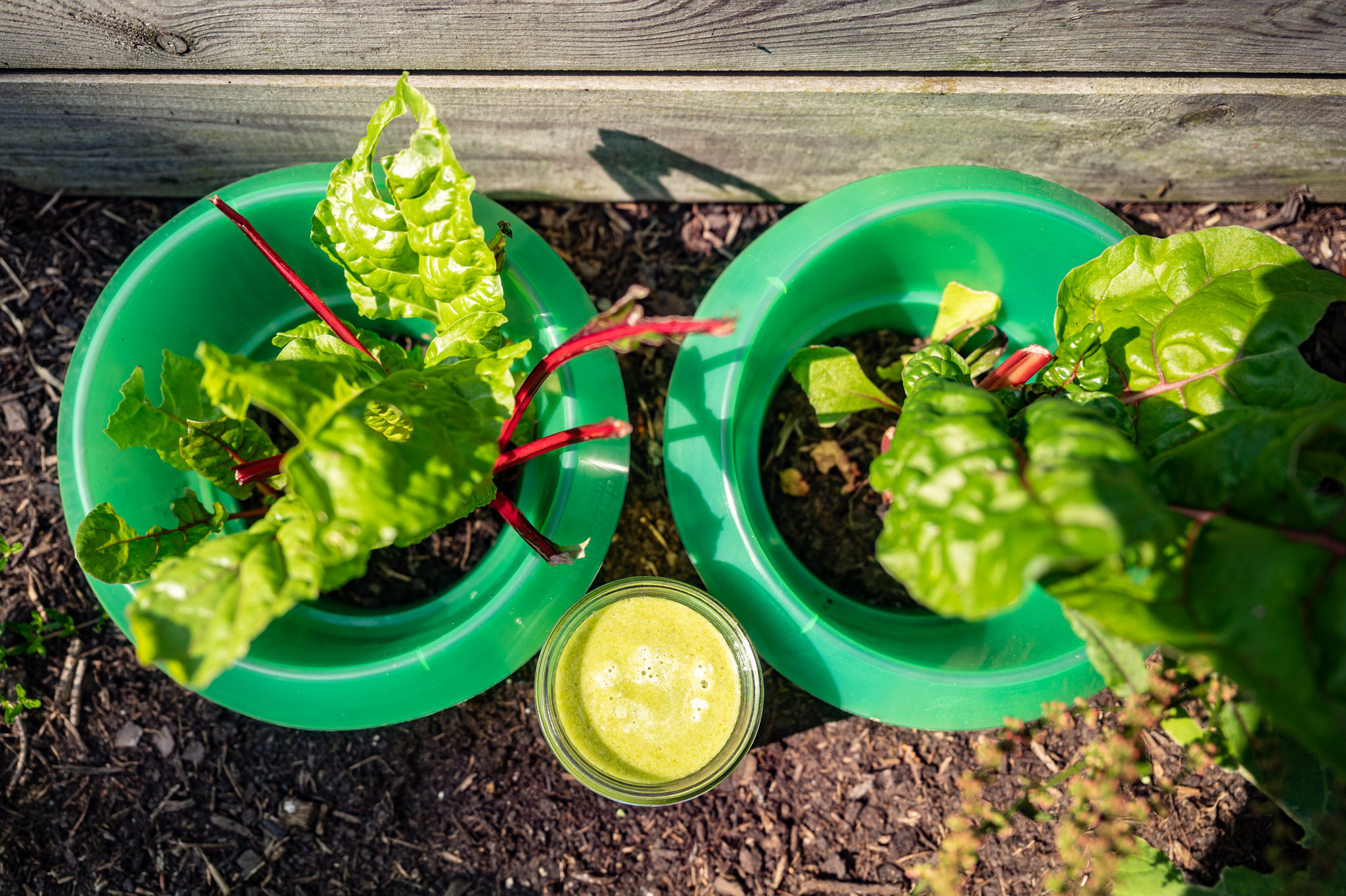 Schneckenschutz mit Mangold-Smoothie