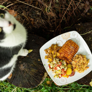 ZERO WASTE KÜRBIS mit Katze