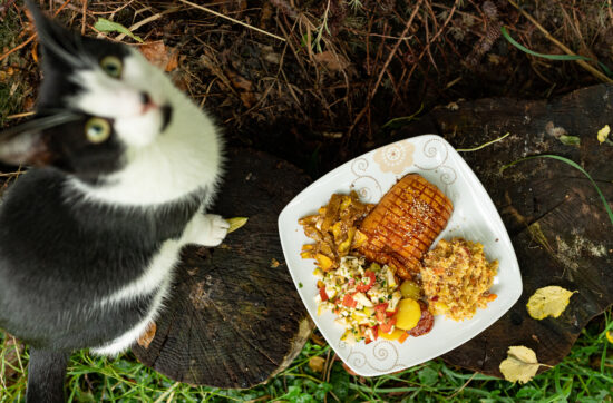 ZERO WASTE KÜRBIS mit Katze