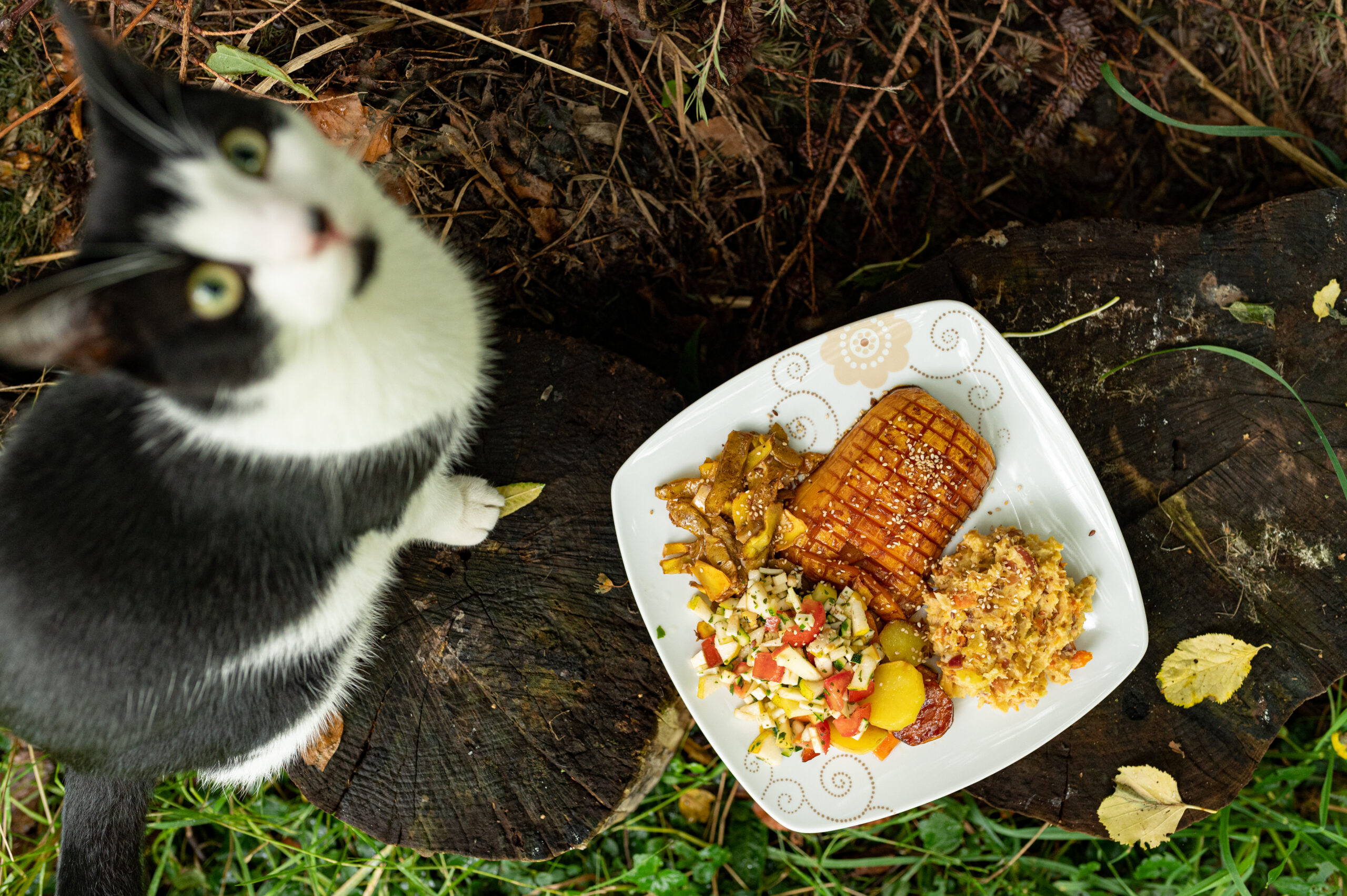 Kürbis und Katze